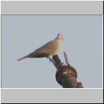 Red colared dove.jpg